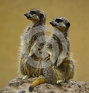 Meerkat posers.