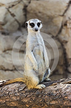 Meerkat posing on a Log