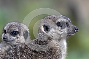 Meerkat potrait - nature picture