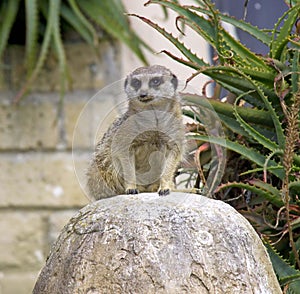 Meerkat predator mangustov mammal Savannah claws