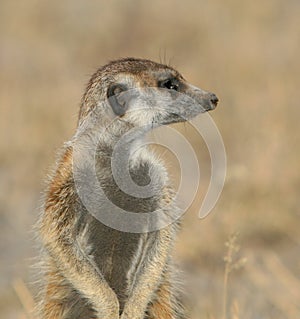 Meerkat profile