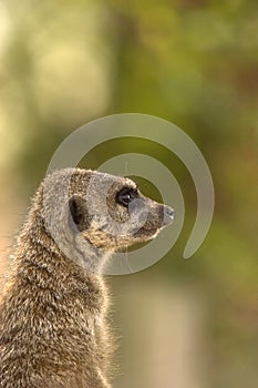Meerkat Profile