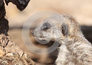 Meerkat profile