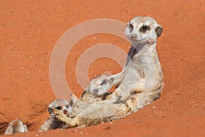 Meerkat with puppies Suricata suricatta