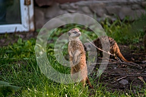 The meerkat is a rather small representative of the mongoose.