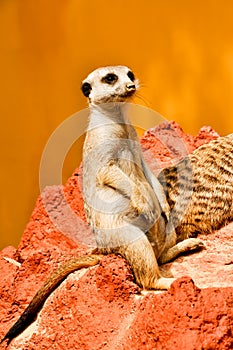 Meerkat on the red lava rock