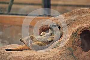 Meerkat relaxing lying on a rock