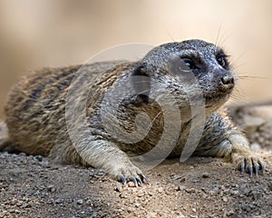 Meerkat at Rest