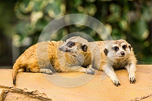 Meerkat resting on ground.