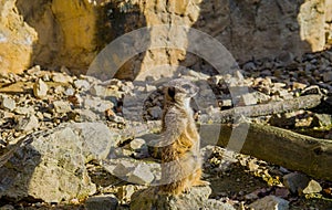 Meerkat resting in the sun