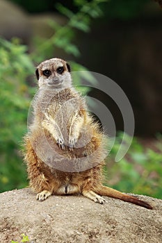 Meerkat resting on top of a stone