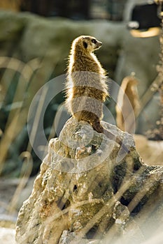 Meerkat on rock