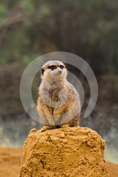 Meerkat on rock