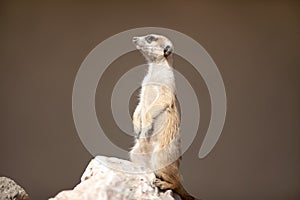 A meerkat on rock