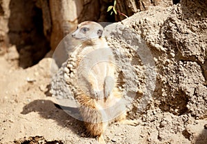 A meerkat on rock