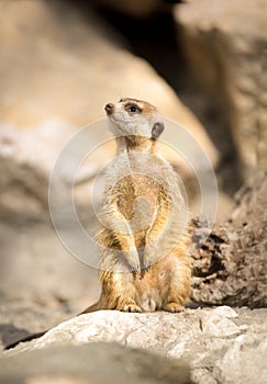 Meerkat on a rock