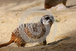 Meerkat on the sand floor