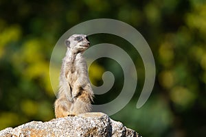 Meerkat with sandy snout on a stone sit up and beg on an autumnal colored bokeh background