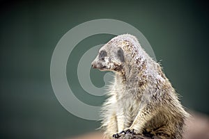 Meerkat suricata suricatta on lookout