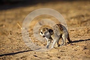 Meerkat in Kgalagari transfrontier park, South Africa