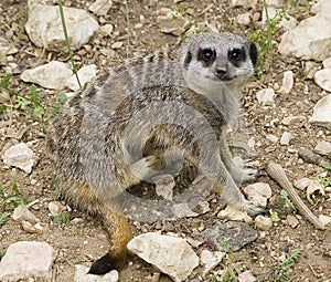 A Meerkat scratching