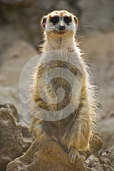 Meerkat Sentinel