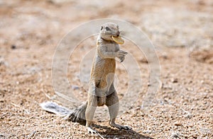 Meerkat sentinel on red sand (Suricata suricatta), Kalahari desert, Namibia