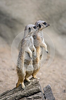 Meerkat Sentries