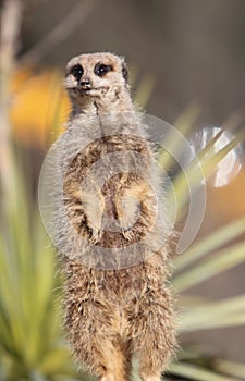 Meerkat on sentry duty