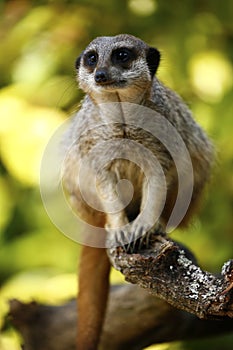 Meerkat on sentry duty keeping guard