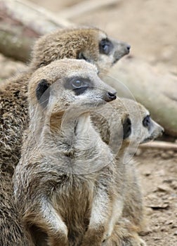 A Meerkat Sentry, and Two Other Mob Members, Stay Alert to Warn of Danger