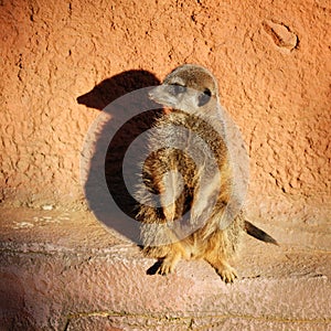 Meerkat with shadow