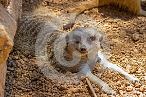 A Meerkat Showing a Very Inquisitive Expression photo
