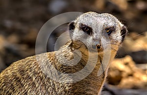 A Meerkat Showing a Very Inquisitive Expression photo