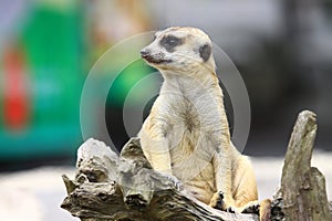 Meerkat sit Watching