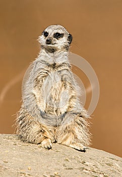 A meerkat siting up on rock