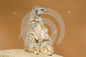 A meerkat siting up on rock