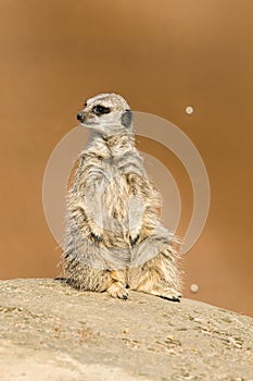 A meerkat siting up on rock