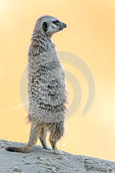 A meerkat siting up on rock