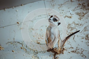 The meerkat sits on sand in the zoo