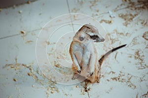 The meerkat sits on sand in the zoo