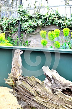 a meerkat sitting on dried log in zoo or nature center