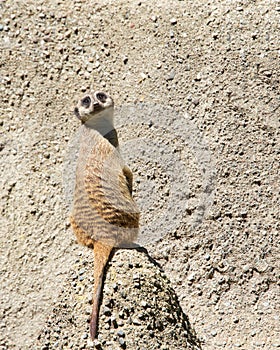 Meerkat sitting facing away turned towards viewer