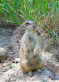 Meerkat sitting facing viewer, looking to viewers left