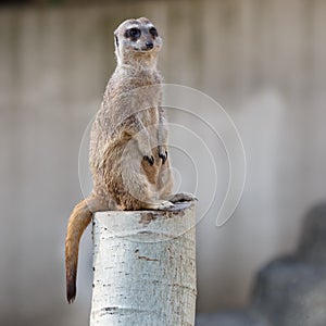 Meerkat sitting on guard