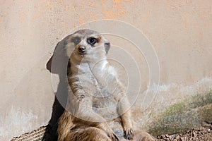 Meerkat sitting and leaning against a wall Suricata suricatta