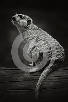 Meerkat sitting on a log and standing warily looking away