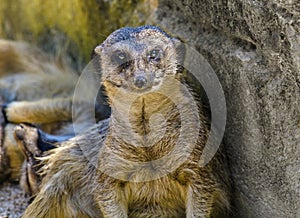 Meerkat sitting and looking frontal into the camera