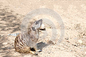 Meerkat sitting, profile view