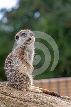 Meerkat sitting on a rock keeping watch